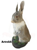 خرگوش شبیه سازی شده ( تاکسیدرمی)