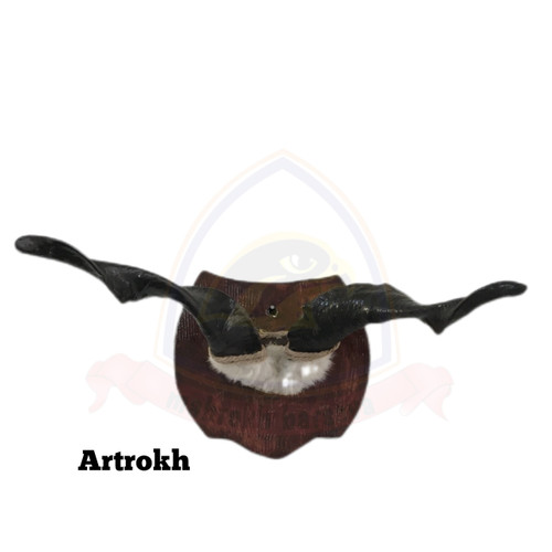 شاخ بز چشم زخم شاخ مار خور